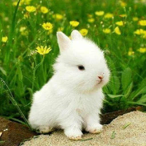 Little bunnies)