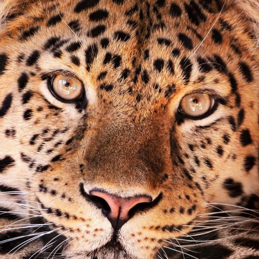 Leopard HD, 4K Wallpapers