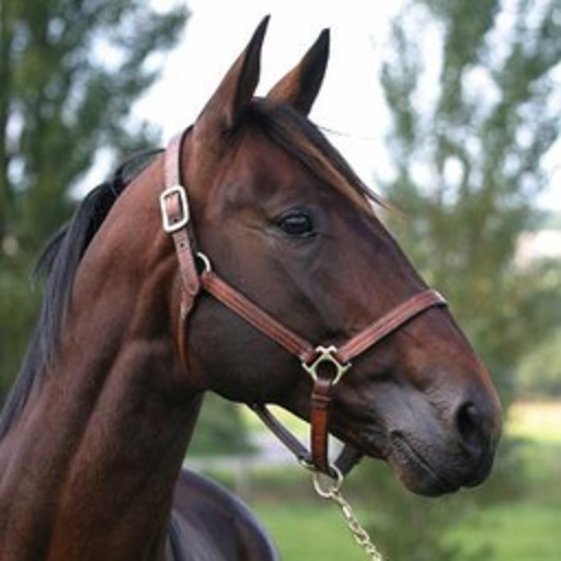 GENTURFEVO PRONOSTIC TURF PMU