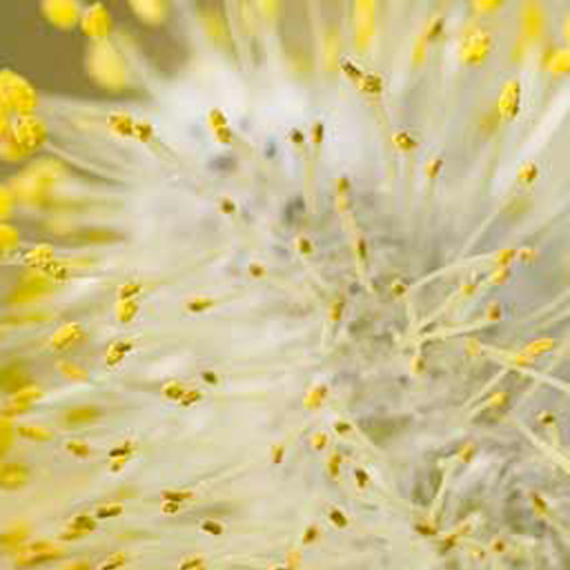 APCYL: Alergia al polen CyL