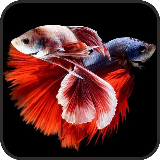 Betta Wallpaper