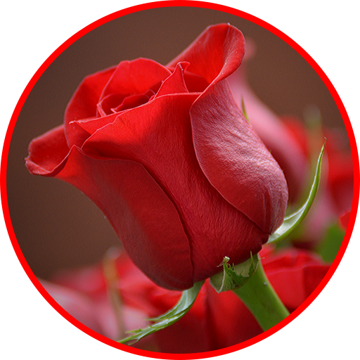 Flowers And Roses Animated GIF