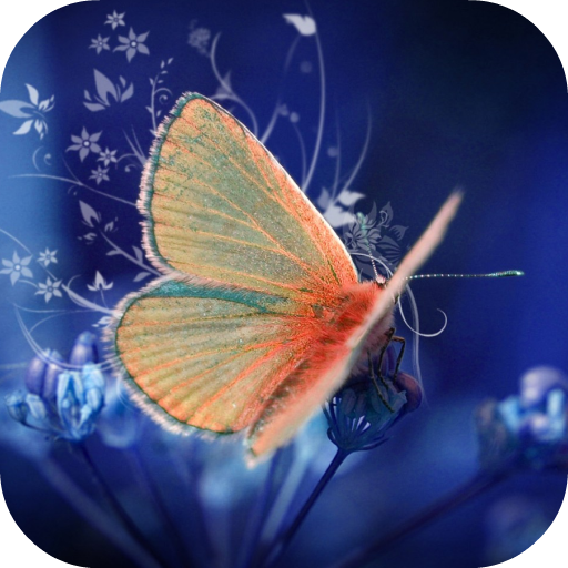 Butterfly Video Live Wallpaper