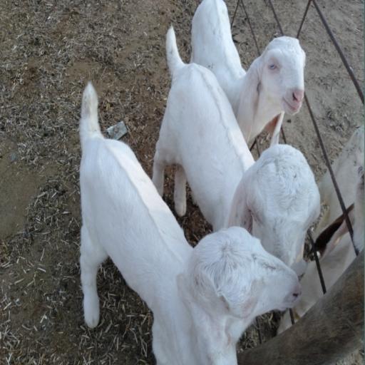 Goat Farming