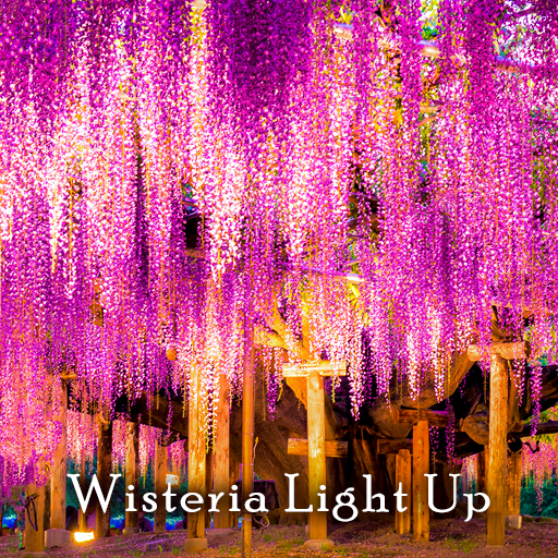 Wisteria Light Up Theme