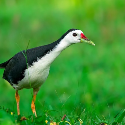 White-breasted Waterhen Sounds