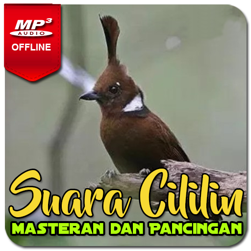 Suara Masteran Cililin AMPUH