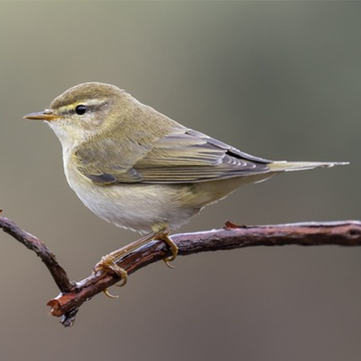 Nightingale Sounds and Singing