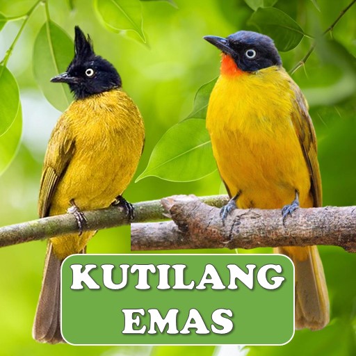 Suara Kutilang Emas Pikat