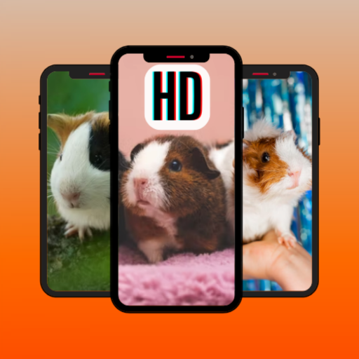 Guinea Pig Wallpaper: Full HD