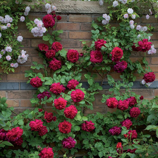 Jardim de rosas