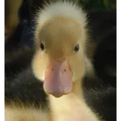 The Ugly Duckling Fairy tale