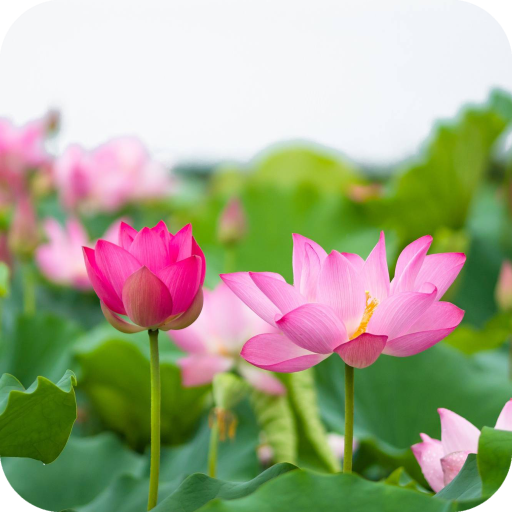 Lotus Wallpaper HD