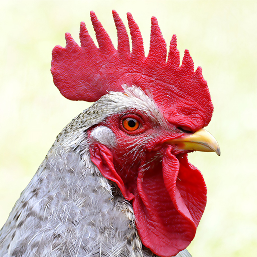 Funny chicken sounds ringtones